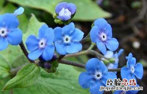 牛舌草的功效与作用 牛舌草的功效与作用祛斑