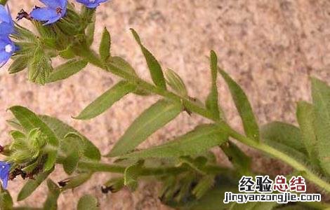 牛舌草的功效与作用 牛舌草的功效与作用祛斑