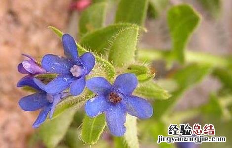 牛舌草的功效与作用 牛舌草的功效与作用祛斑
