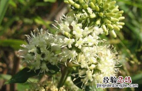 牛白藤的功效与作用 牛白藤的功效与作用 草药