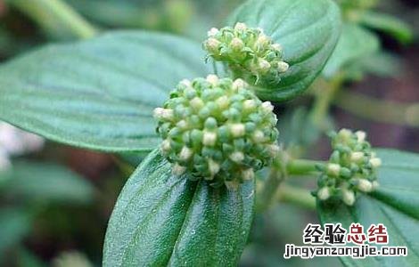 牛白藤的功效与作用 牛白藤的功效与作用 草药