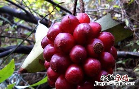 南五味子的功效与作用 南五味子的功效与作用的功能与主治