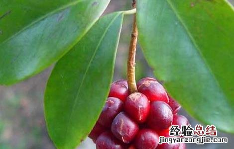 南五味子的功效与作用 南五味子的功效与作用的功能与主治