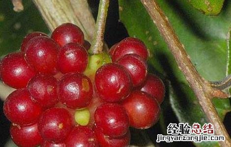 南五味子的功效与作用 南五味子的功效与作用的功能与主治