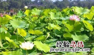 棣花之荷主旨 荷花的主旨