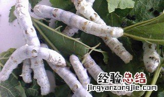 孕妇梦见好多蚕宝宝是什么意思 孕妇梦见很多蚕宝宝是什么意思