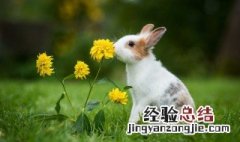 描写小白兔外貌的句子有哪些 怎么写出小白兔的可爱