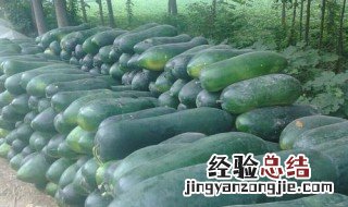 冬瓜怎么保鲜 怎么保鲜冬瓜