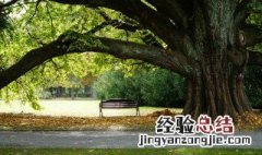 有关树的句子 关于描写树的句子