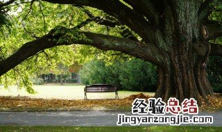 有关树的句子 关于描写树的句子