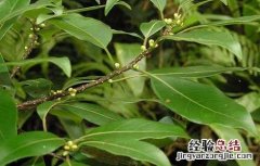 潺槁木姜子的功效与作用 木姜子的功效与作用