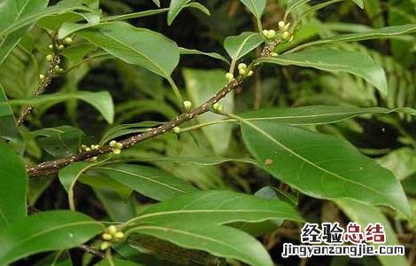 潺槁木姜子的功效与作用 木姜子的功效与作用