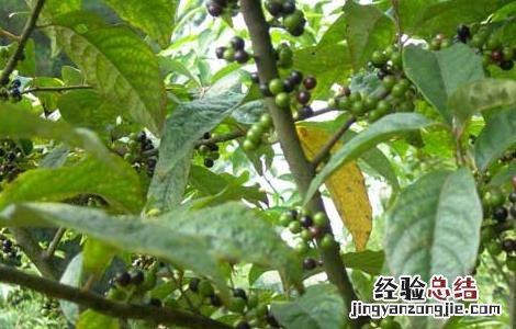 潺槁木姜子的功效与作用 木姜子的功效与作用
