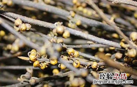 潺槁木姜子的功效与作用 木姜子的功效与作用
