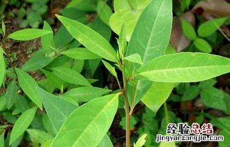 潺槁木姜子的功效与作用 木姜子的功效与作用