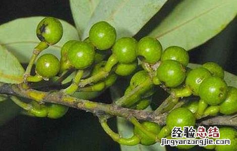 潺槁木姜子的功效与作用 木姜子的功效与作用
