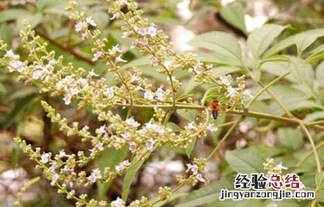 牡荆叶的功效与作用 牡荆叶的功效与作用图片