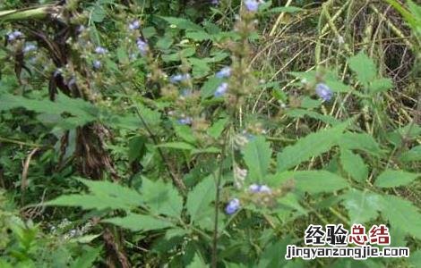 牡荆叶的功效与作用 牡荆叶的功效与作用图片