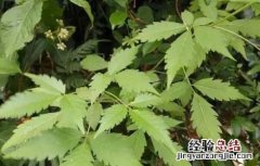 牡荆叶的功效与作用 牡荆叶的功效与作用图片