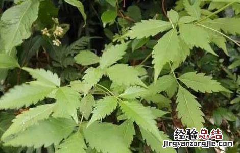 牡荆叶的功效与作用 牡荆叶的功效与作用图片