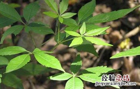 牡荆叶的功效与作用 牡荆叶的功效与作用图片