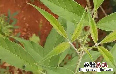 牡荆叶的功效与作用 牡荆叶的功效与作用图片