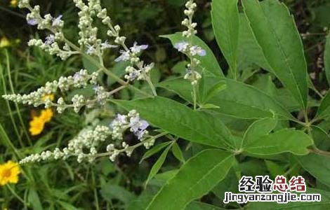 牡荆叶的功效与作用 牡荆叶的功效与作用图片