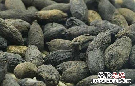 公丁香和母丁香的功效与作用 母丁香的功效与作用