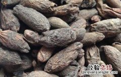 公丁香和母丁香的功效与作用 母丁香的功效与作用