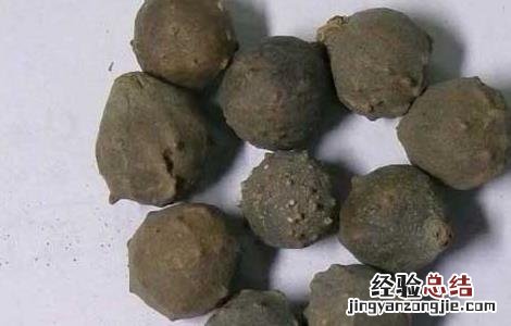 没食子的功效与作用 没食子的功效与作用和毒性