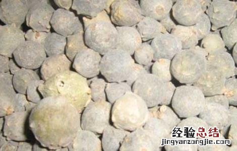 没食子的功效与作用 没食子的功效与作用和毒性