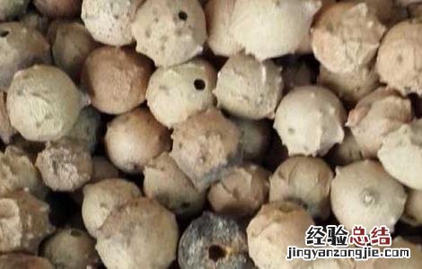 没食子的功效与作用 没食子的功效与作用和毒性