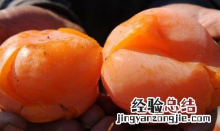 软柿子和硬柿子可以一起吃吗 软柿子和硬柿子可不可以一起吃