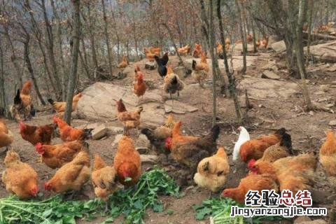 小型养殖有什么好项目，根据市场和实际情况选择项目