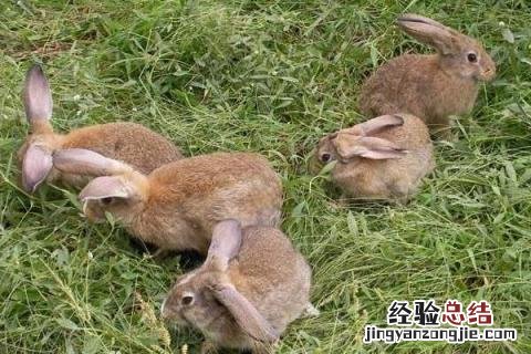 小型养殖有什么好项目，根据市场和实际情况选择项目