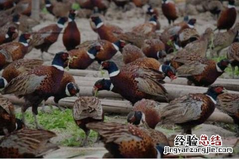 农村养殖好项目有哪些，既投入低又收益高