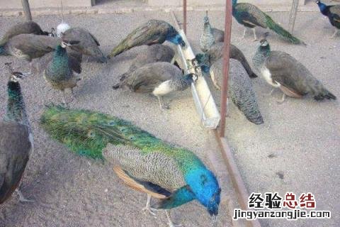 农村养殖好项目有哪些，既投入低又收益高