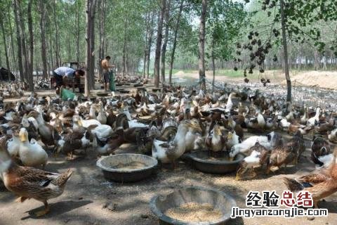 农村养殖好项目有哪些，既投入低又收益高