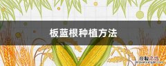 板蓝根种植方法 板蓝根种植方法及亩产