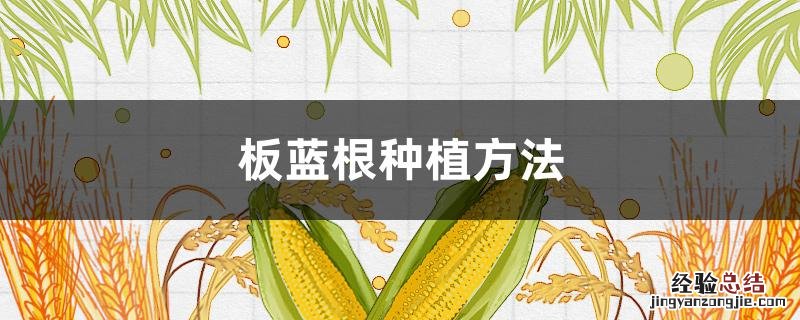板蓝根种植方法 板蓝根种植方法及亩产