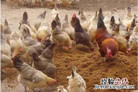 虫子鸡养殖前景分析，附养殖优势 虫子鸡养殖技术