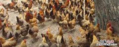 虫子鸡养殖前景分析，附养殖优势 虫子鸡养殖技术
