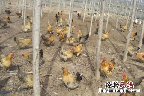 虫子鸡养殖前景分析，附养殖优势 虫子鸡养殖技术