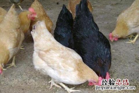 虫子鸡养殖前景分析，附养殖优势 虫子鸡养殖技术