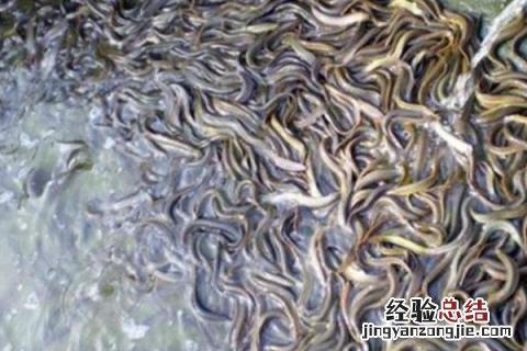 农村养殖什么回本快,根据实际情况选择项目