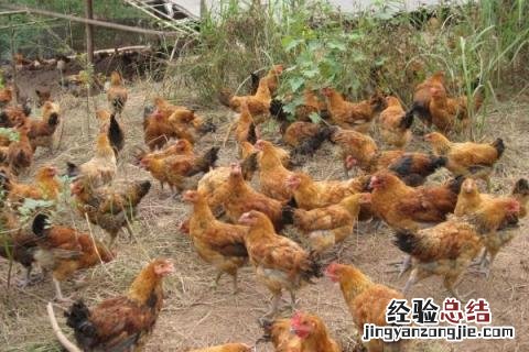 农村养殖什么回本快,根据实际情况选择项目