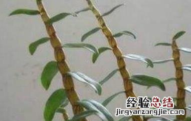 环草石斛的功效与作用是什么 环草石斛的功效与作用