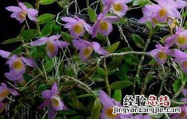 环草石斛的功效与作用是什么 环草石斛的功效与作用