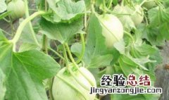 北方大棚甜瓜种植技术 北方大棚甜瓜种植技术要点