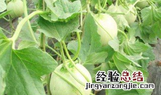 北方大棚甜瓜种植技术 北方大棚甜瓜种植技术要点